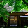 新緑にますますご清祥にと。。