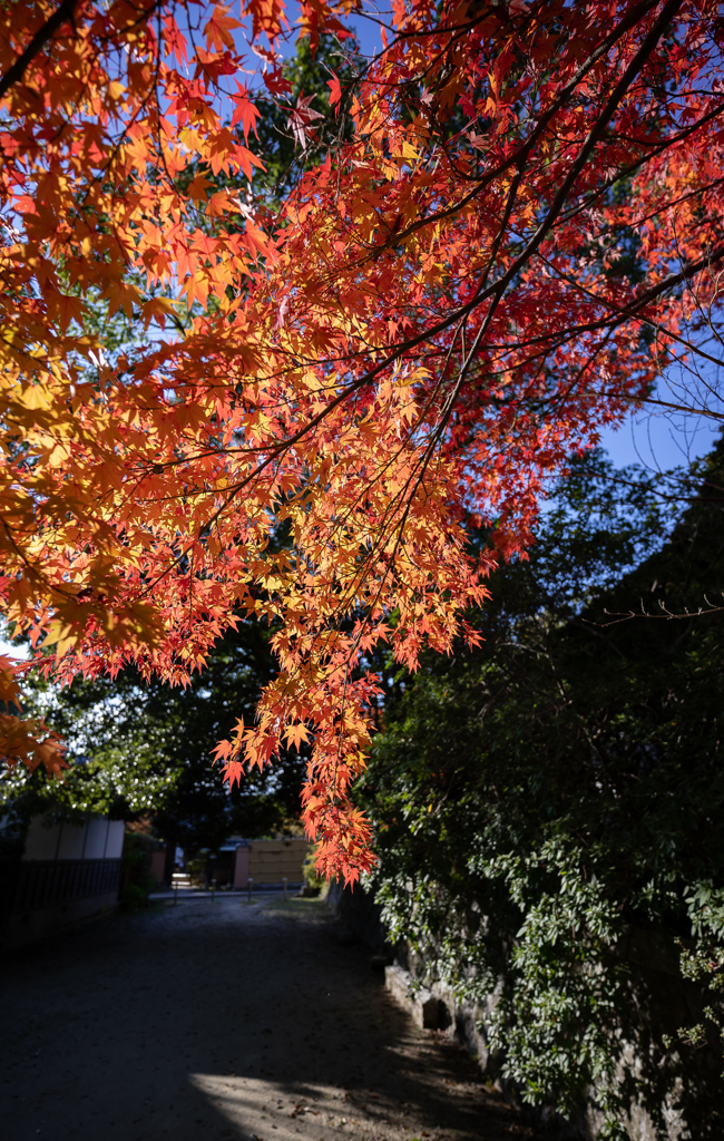 紅い古刹道