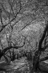 monochrome  blossom