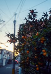 姫橘の夕べ