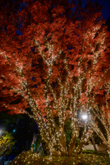 もみじ光廊