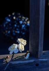 八重咲の散歩路-1