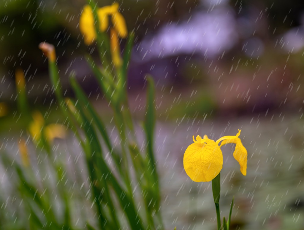 幸せの雨