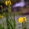 幸せの雨