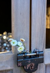 八重咲の散歩路-2