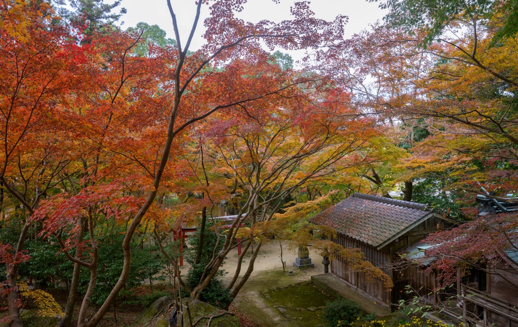 宝満路の秋模様