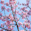 早咲きの桜華