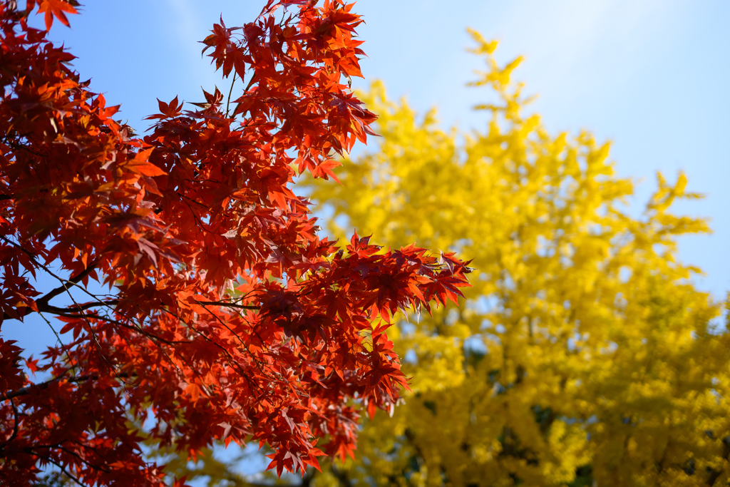 紅鍵・黄鍵 奏でる