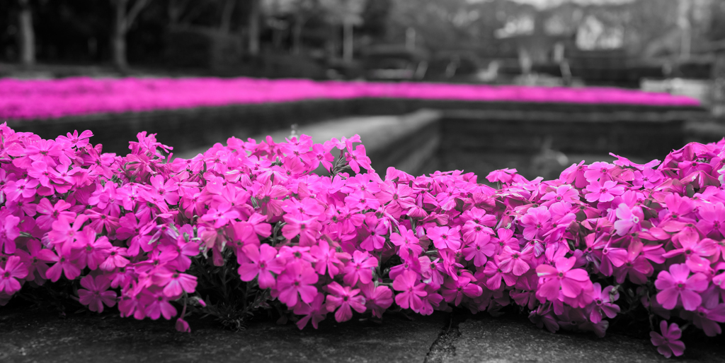 in the pink