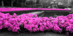 in the pink