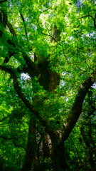 Deep green trees are eternal