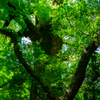 Deep green trees are eternal