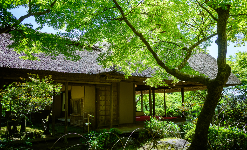 初夏の趣。新緑を思いつつ