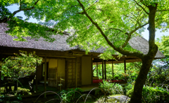 初夏の趣。新緑を思いつつ
