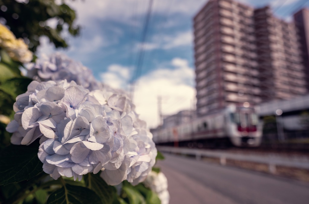 紫陽花沿線