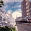 紫陽花沿線