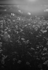 Sad Monochrome