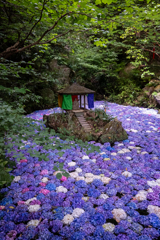 弁天様と紫陽花の池