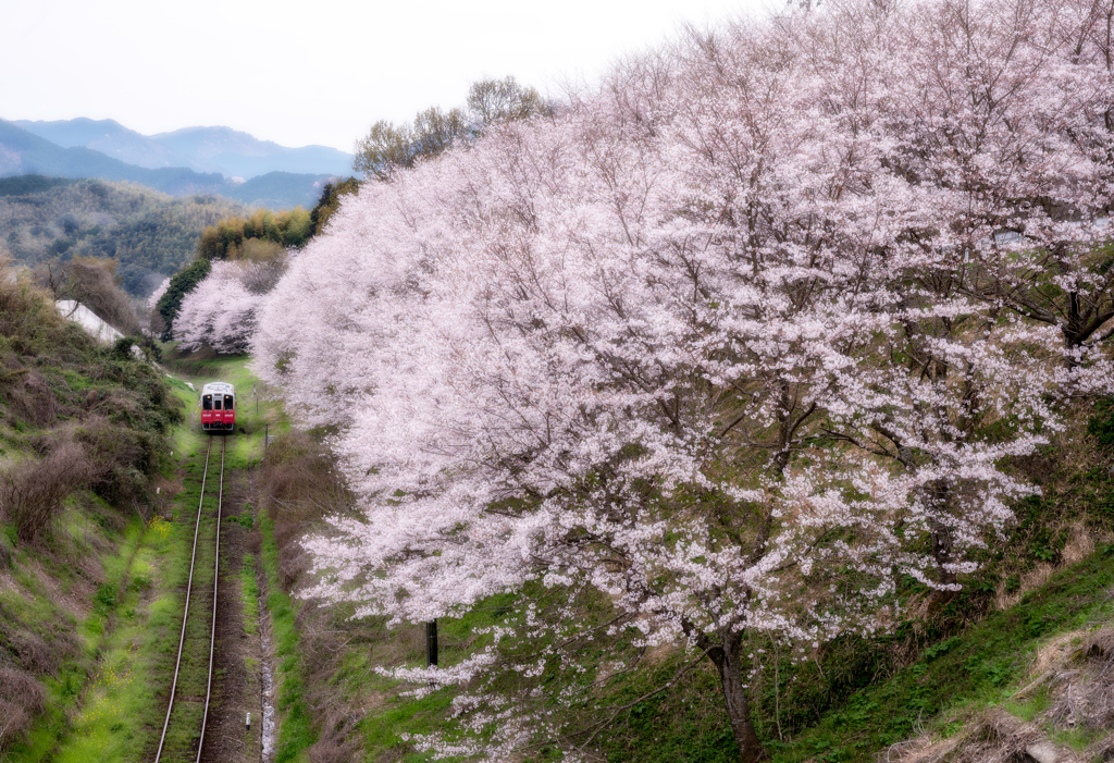 Aka 桜色に染まって。。