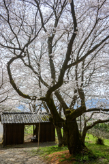 桜雲の杜
