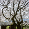 桜雲の杜