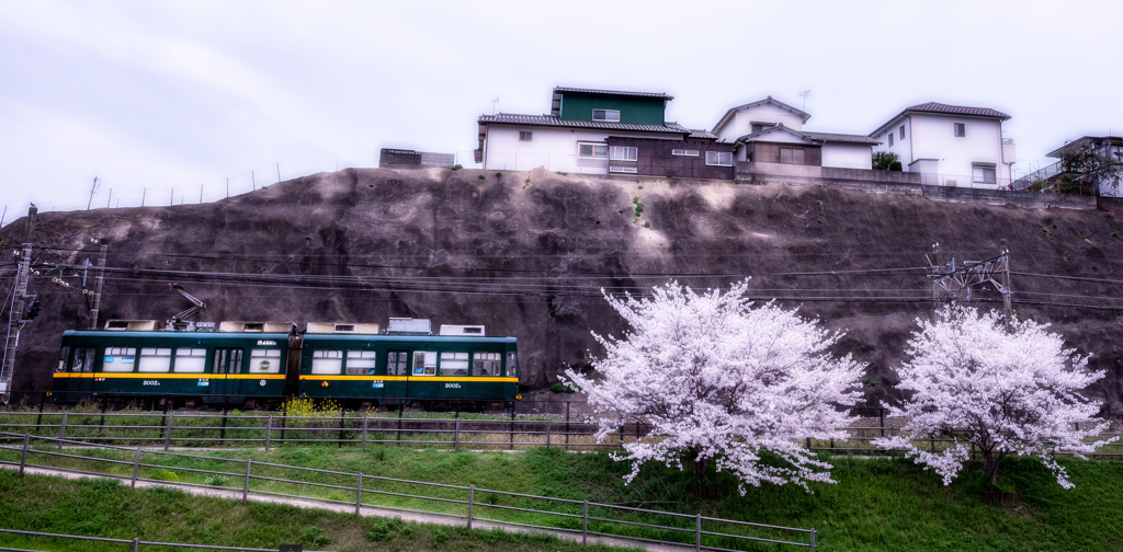 緑のトラムで花時へ