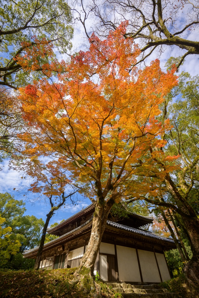 タンジェリンに染まって