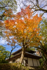 タンジェリンに染まって