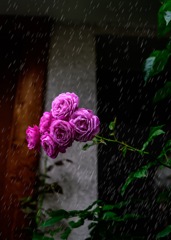 露華