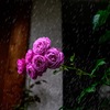 露華