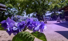 紫の参道
