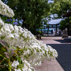 軌道を臨む紫陽花の社