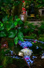 手鞠花のお出迎え
