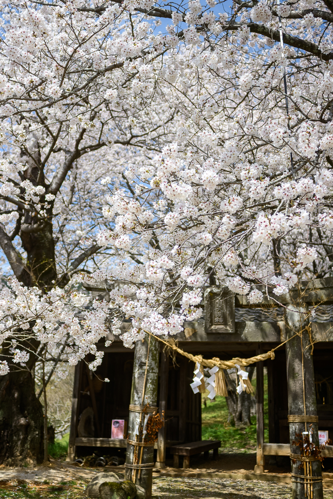夕月の桜便り