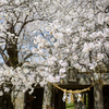夕月の桜便り
