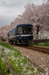 甘木越え・桜の花路