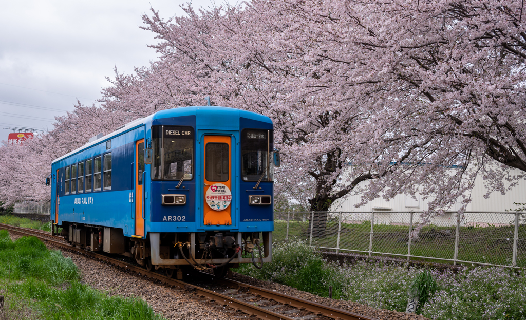 桜の軌道のレールバス