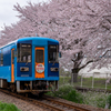 桜の軌道のレールバス