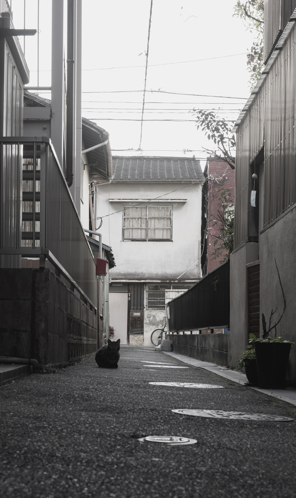 黒猫のブルース