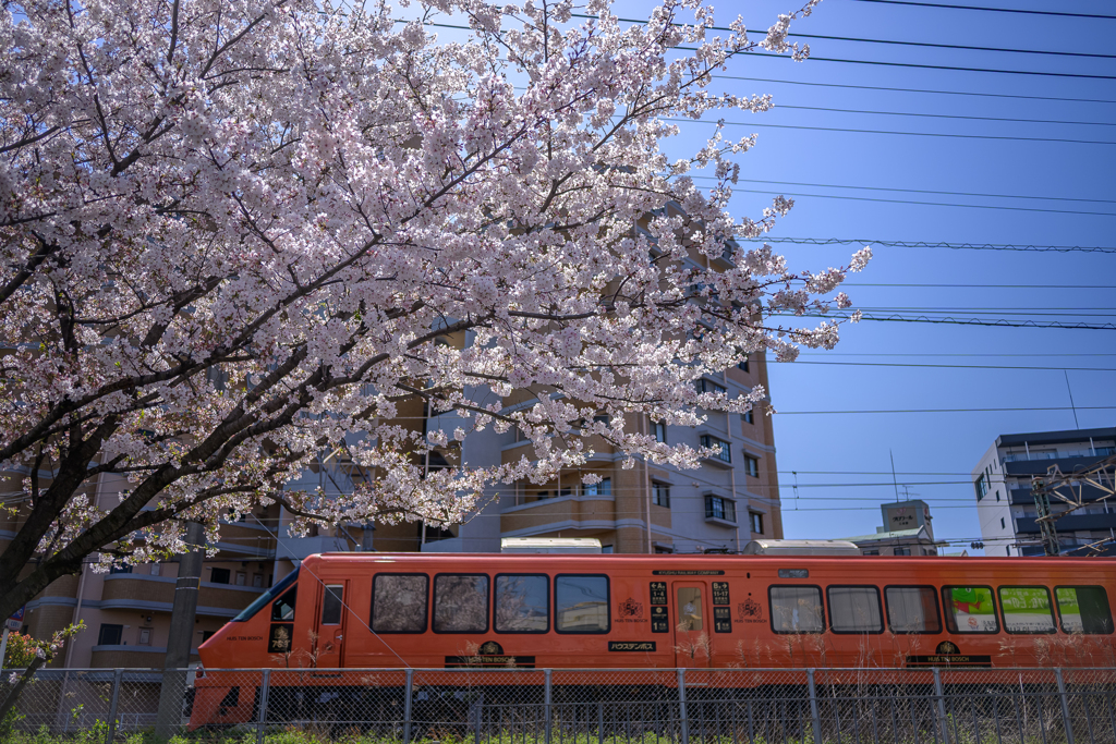 花咲か 列車