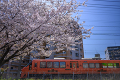 花咲か 列車