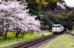 桜と列車に童 集う