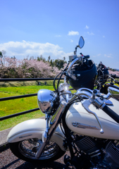 ライダーは桜狩