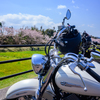 ライダーは桜狩