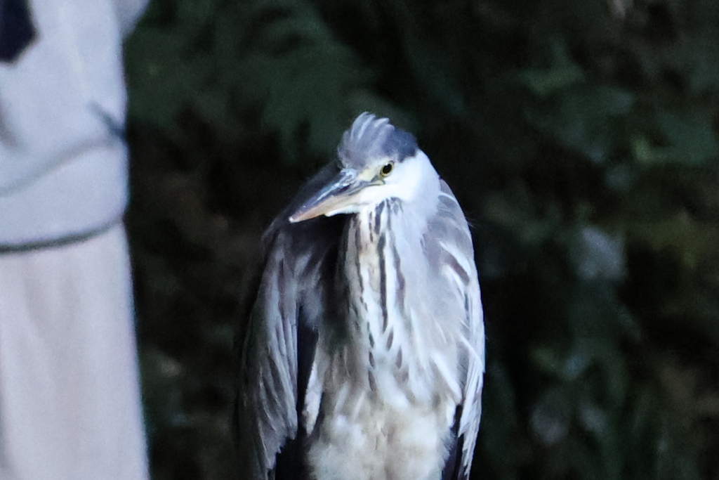 鳥