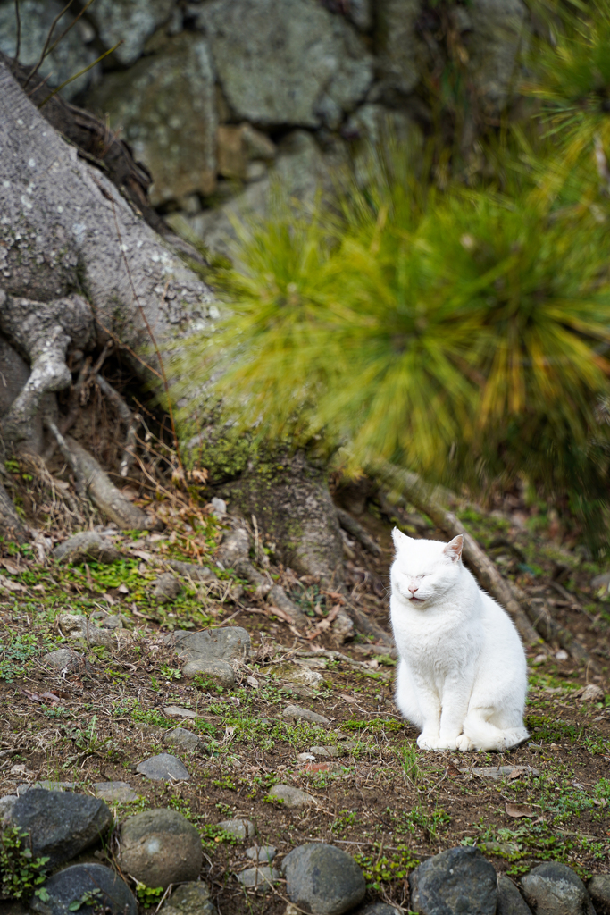 姫路城の白猫さん