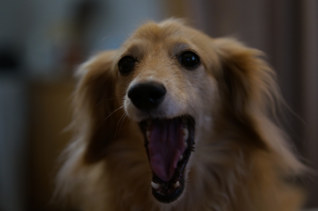 わんっ！