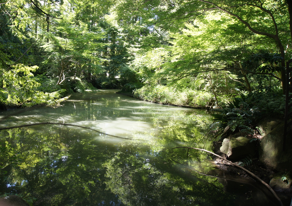 湖面の森