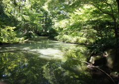 湖面の森