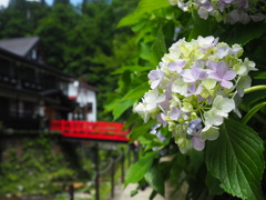 淡い